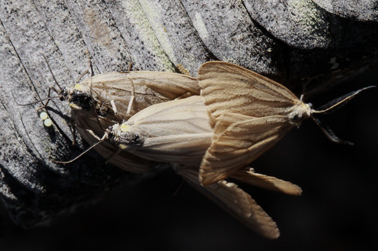 oak moth mating pairs